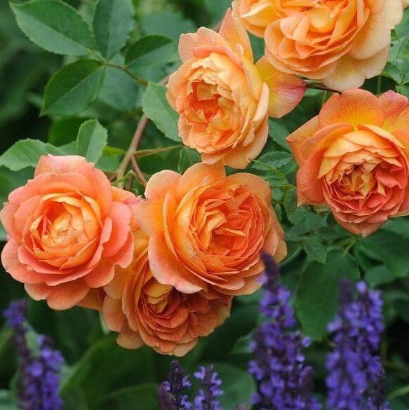 Dame von Shalott