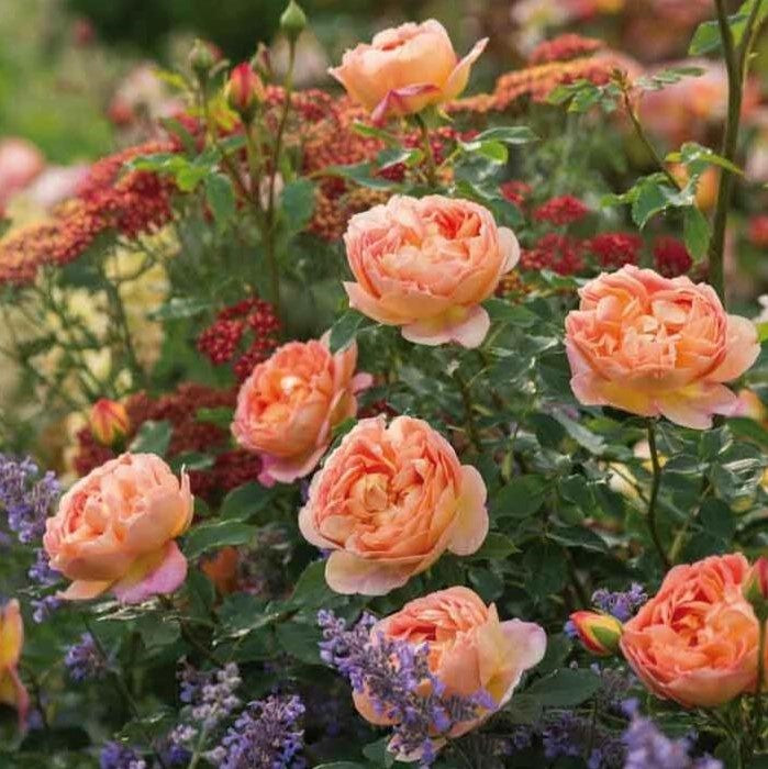 Dame von Shalott