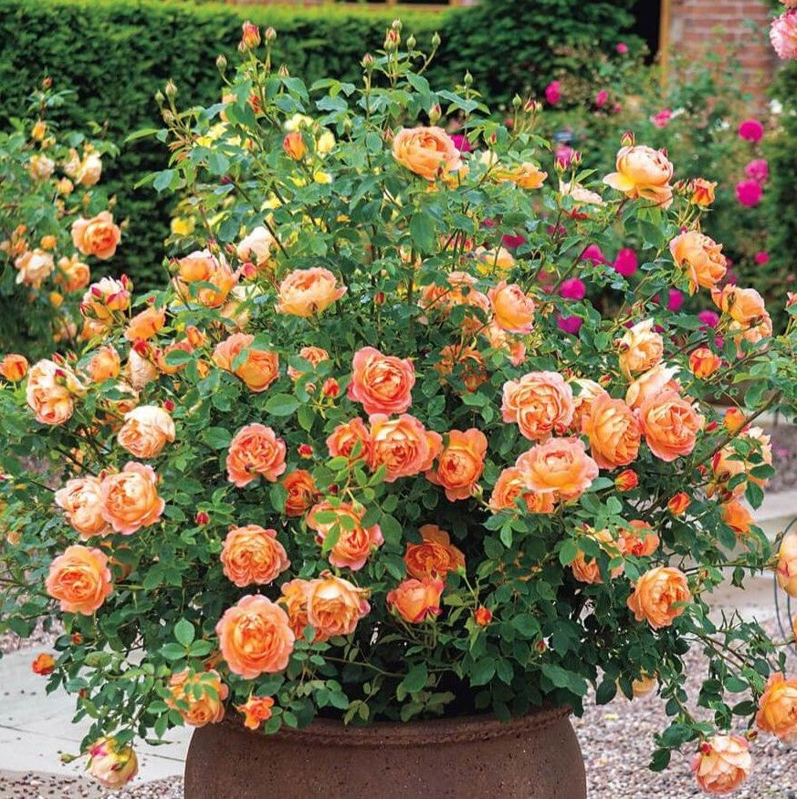 Dame von Shalott