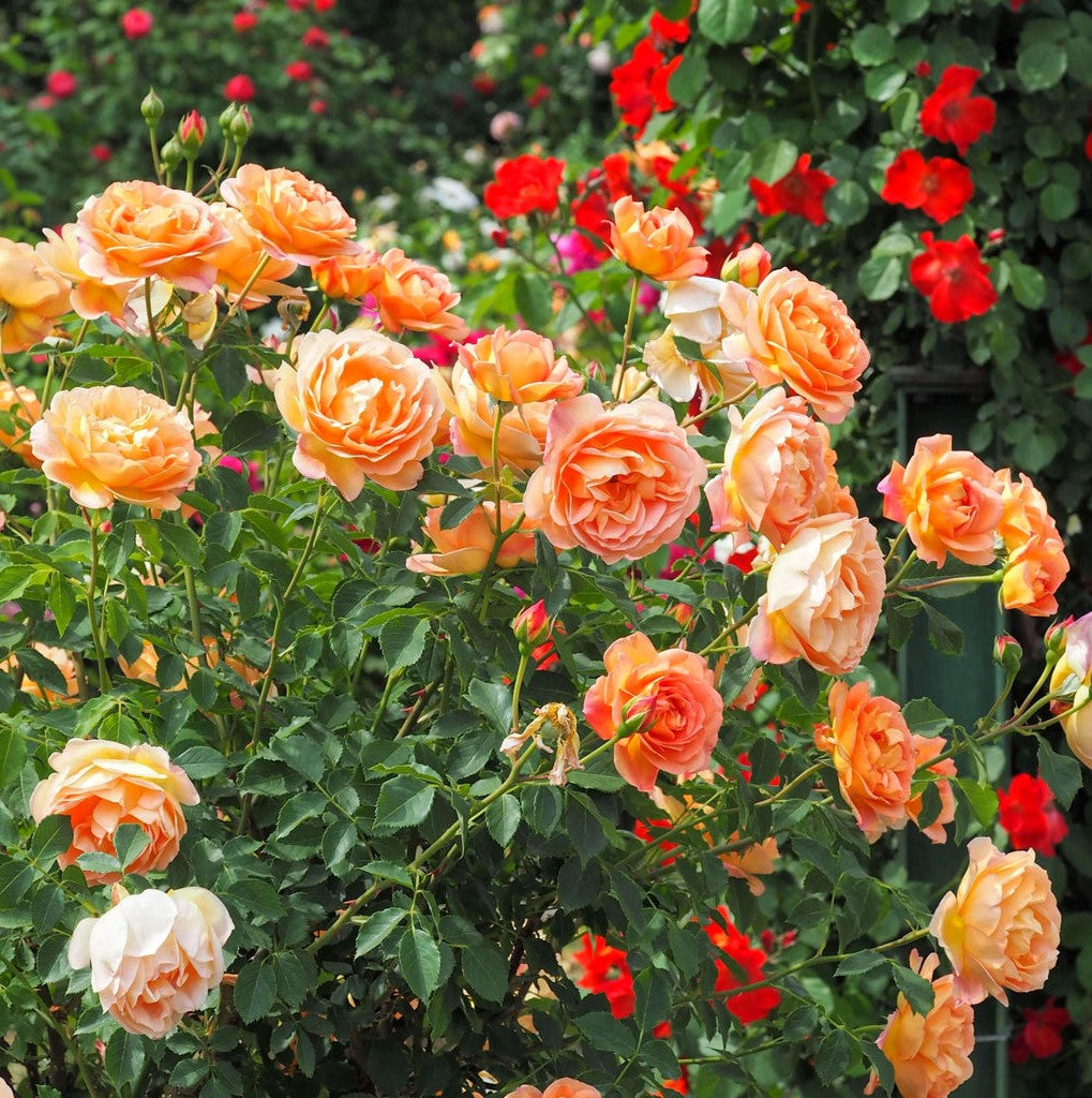Dame von Shalott