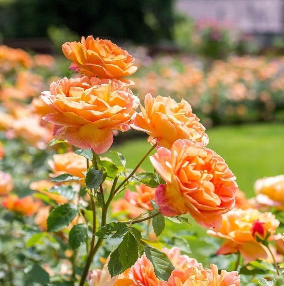 Dame von Shalott
