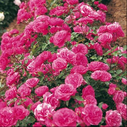 Lancome