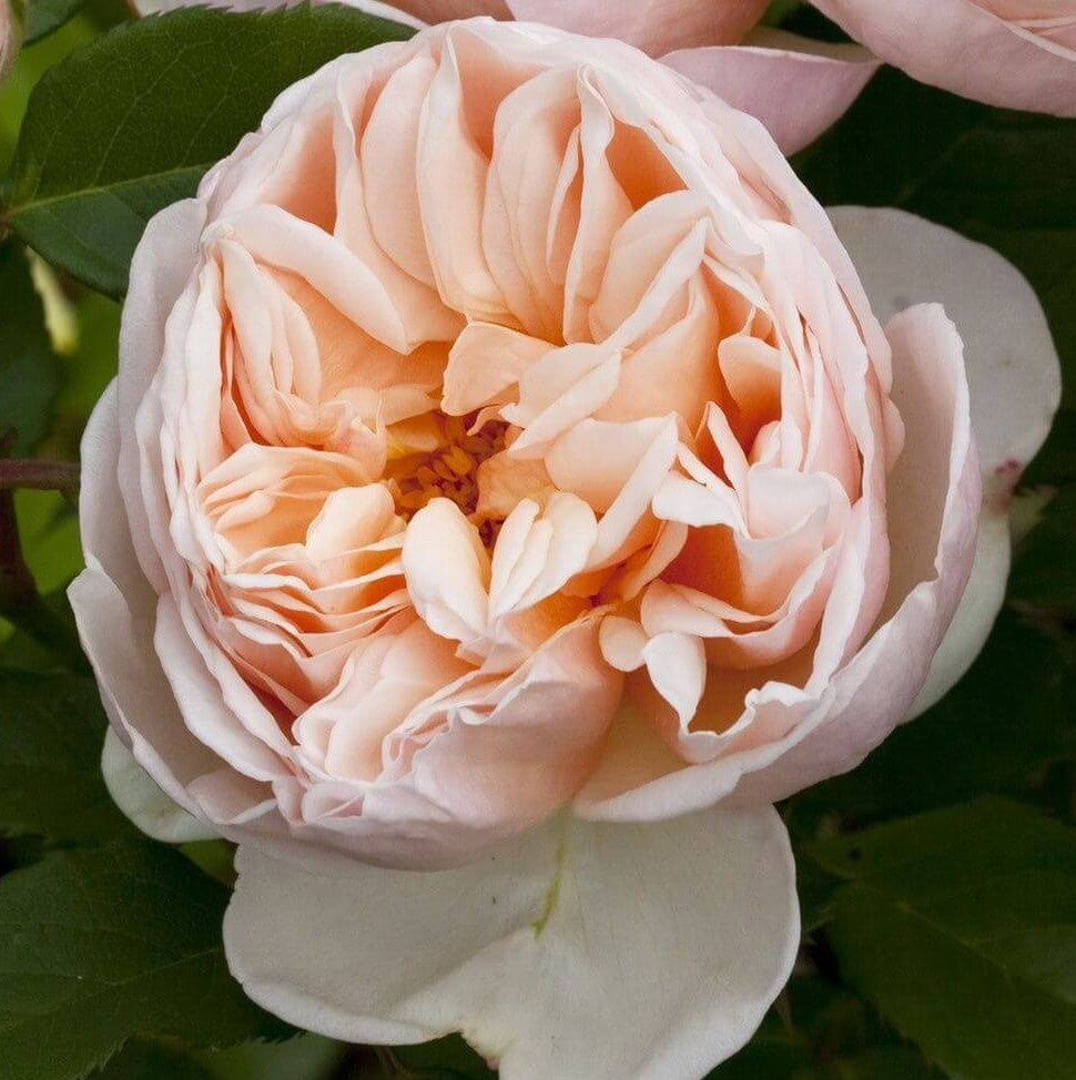 Belle Romantica