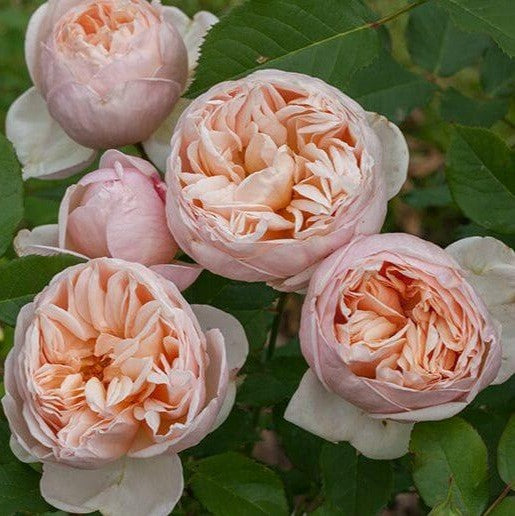 Belle Romantica