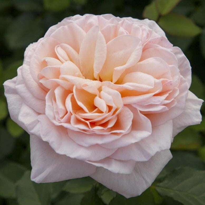 Belle Romantica