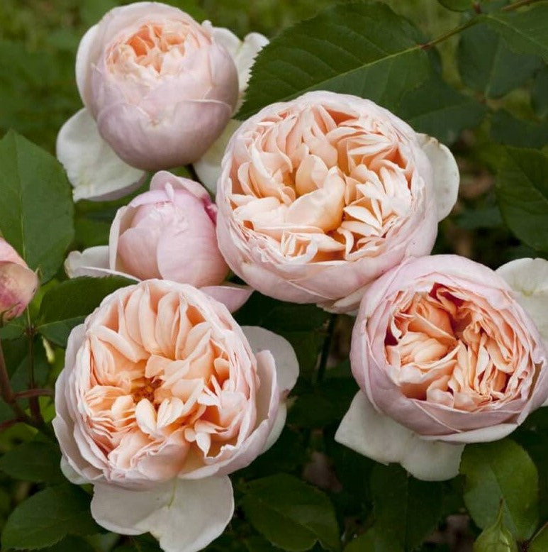 Belle Romantica