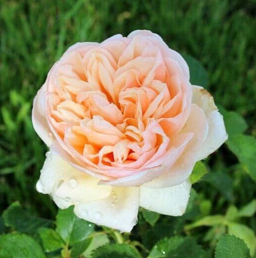 Belle Romantica