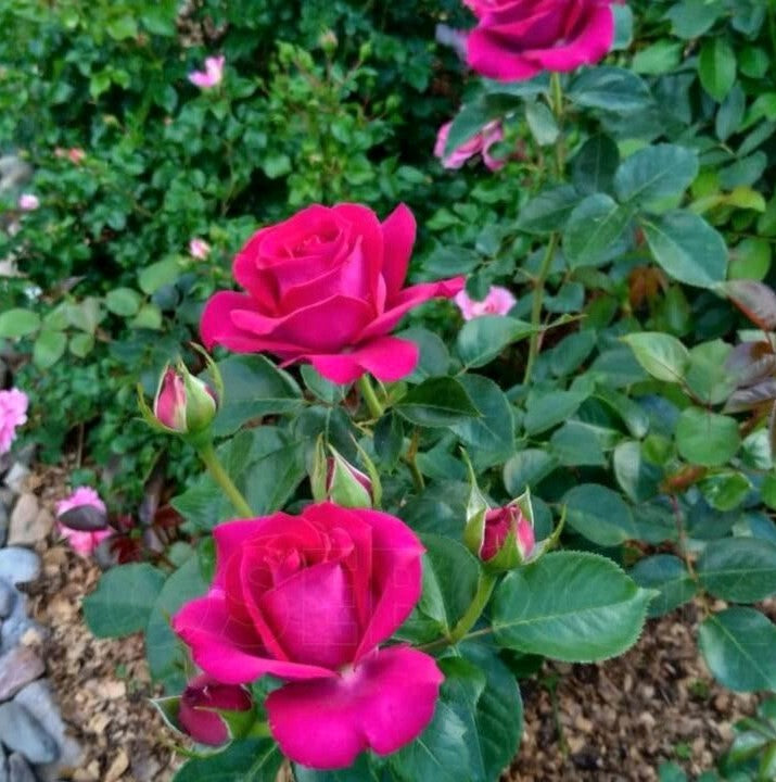 Belles Rives