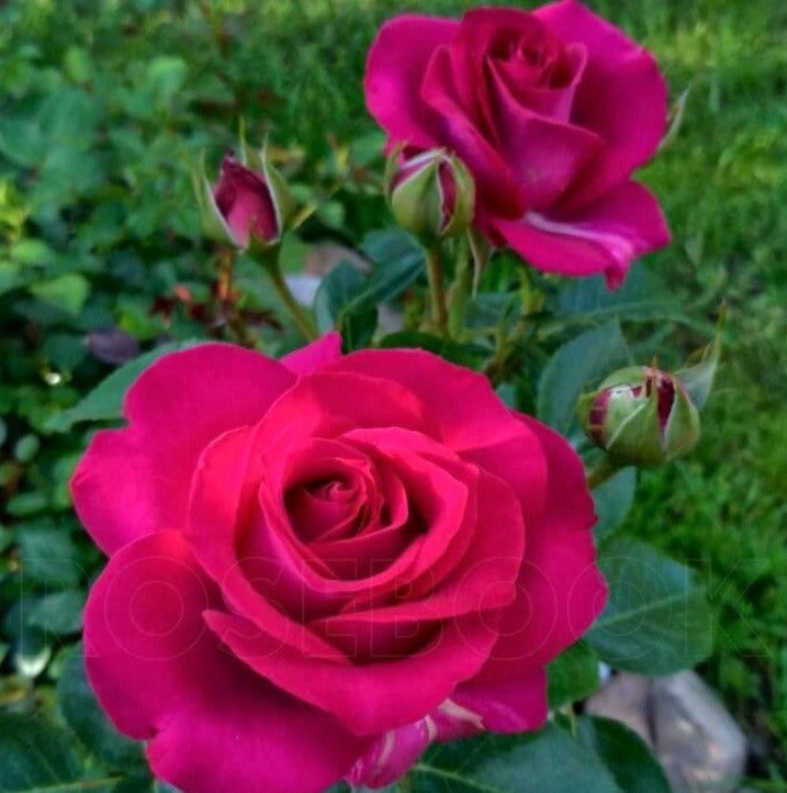 Belles Rives