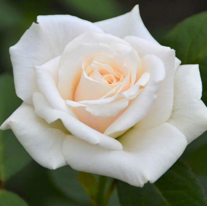 Blanche Colombe