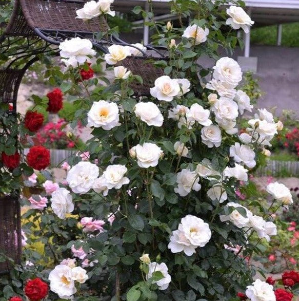Blanche Colombe