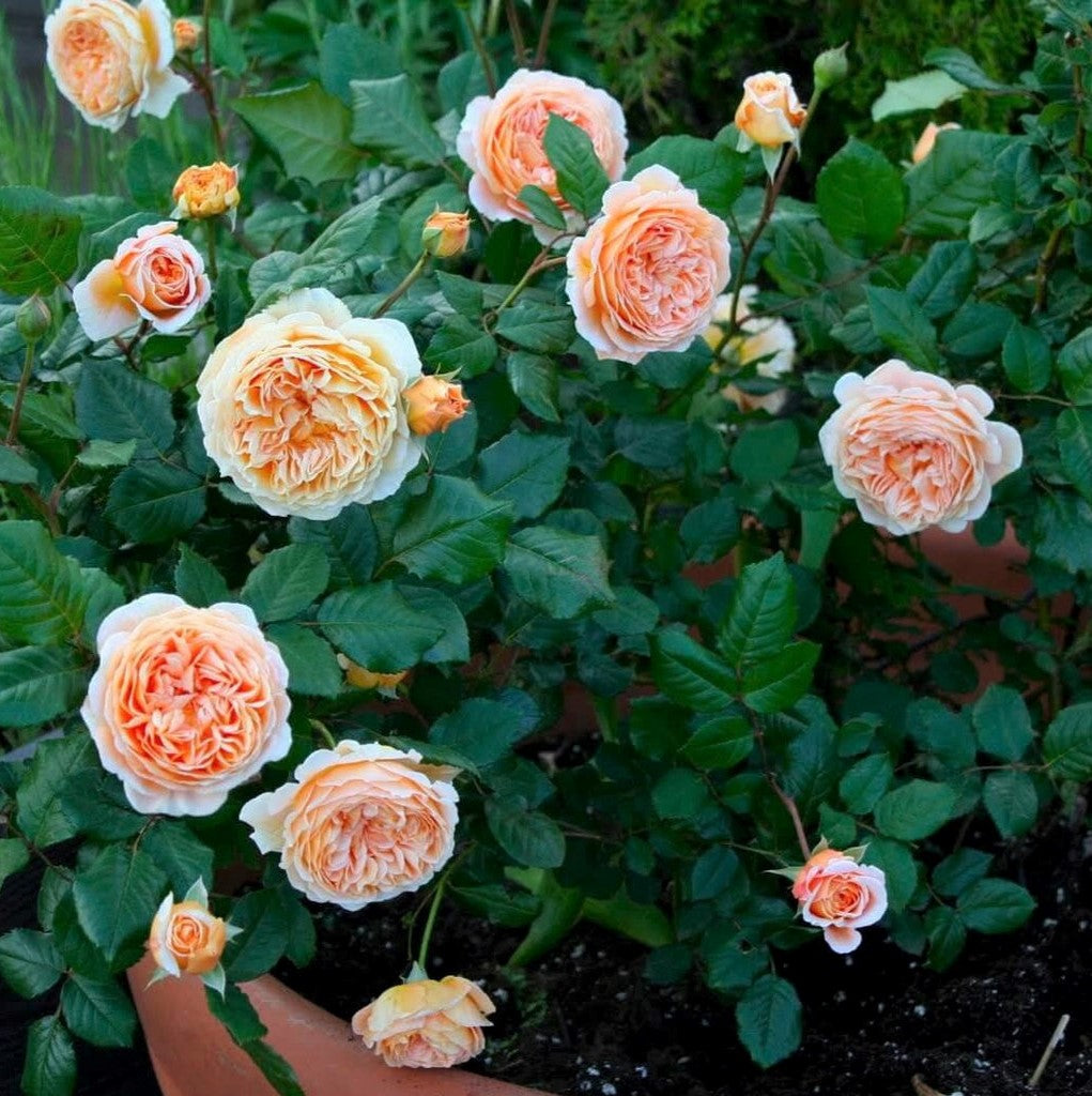 Crown Princess Margareta