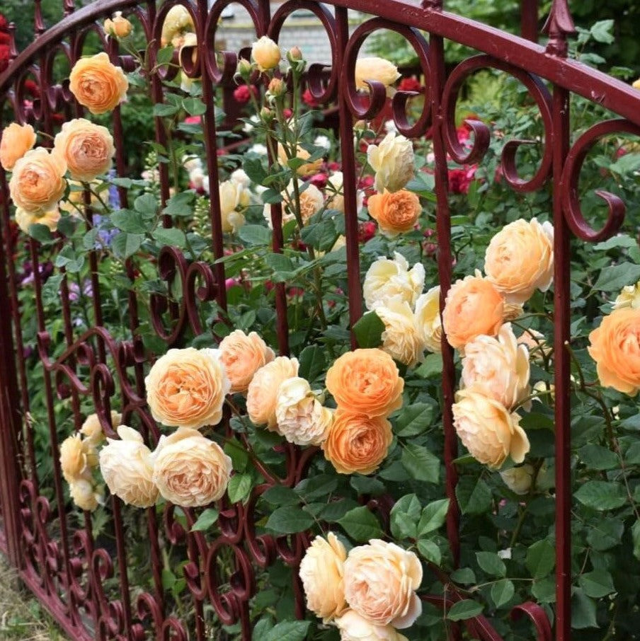 Crown Princess Margareta