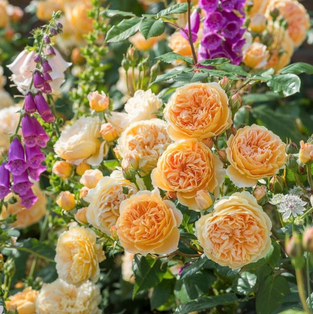 Crown Princess Margareta