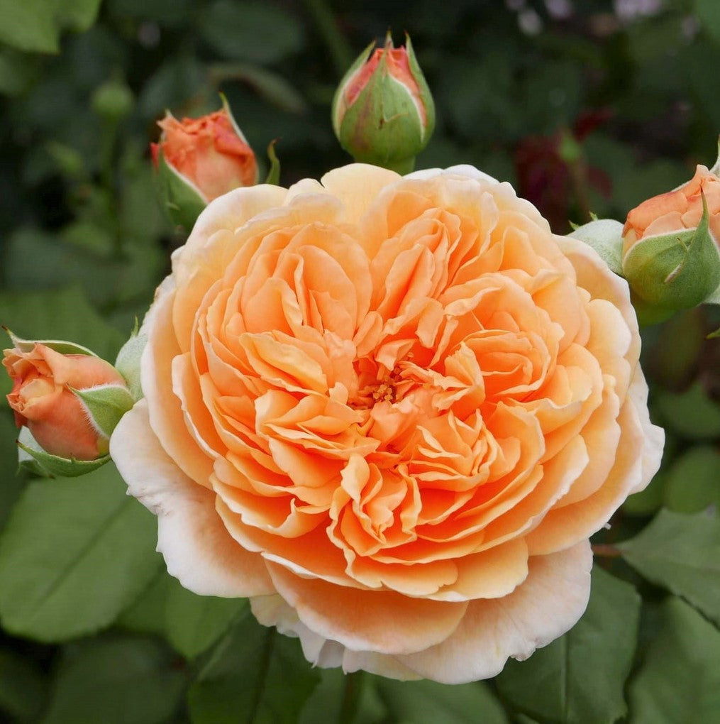 Crown Princess Margareta