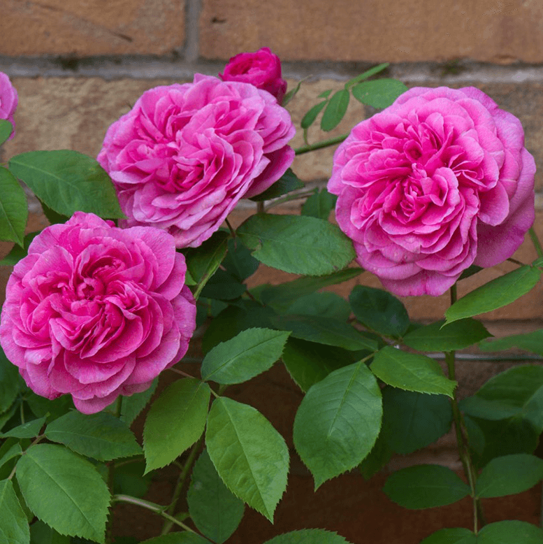 Gertrude Jekyll