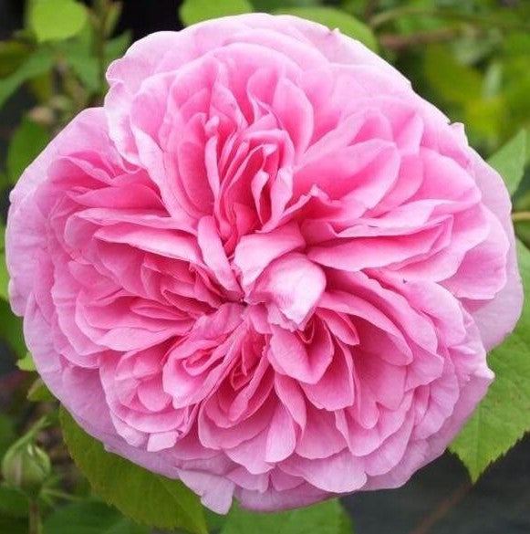 Gertrude Jekyll