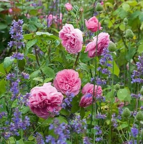 Gertrude Jekyll