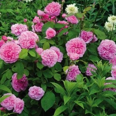 Gertrude Jekyll