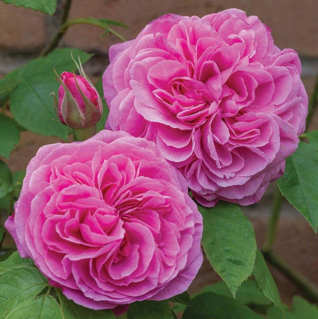 Gertrude Jekyll