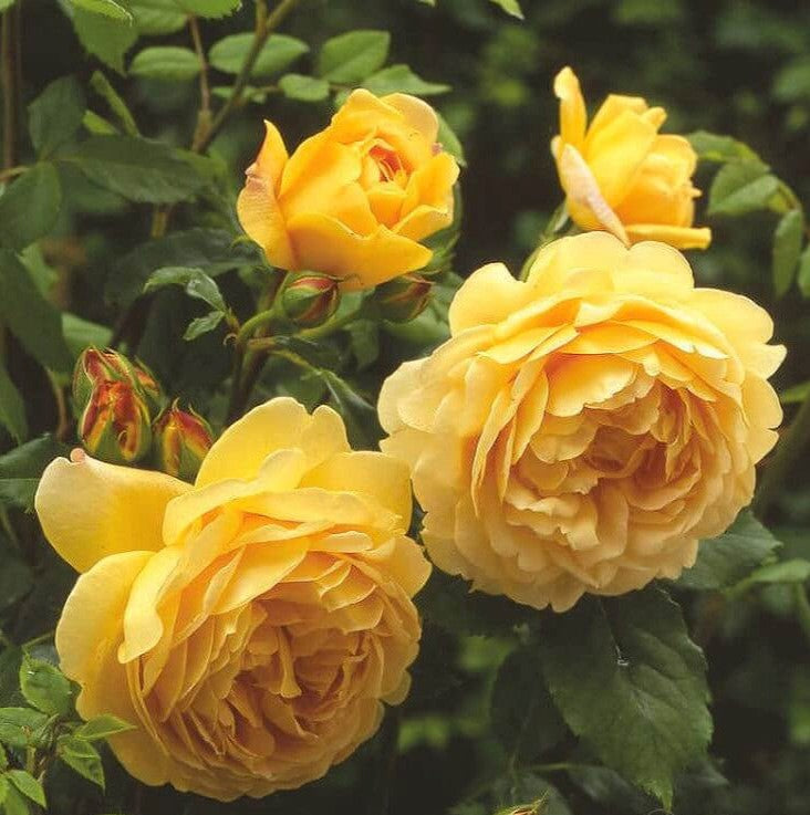 Goldene Feier