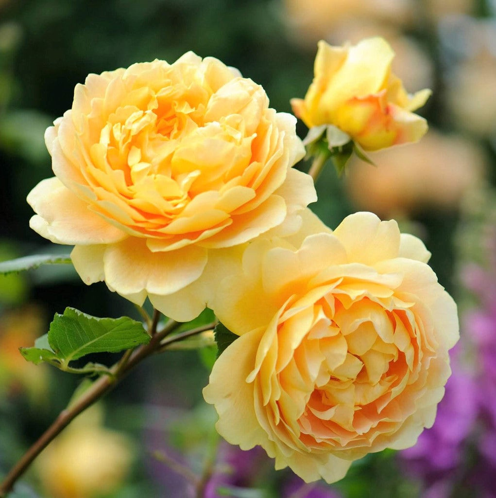 Goldene Feier