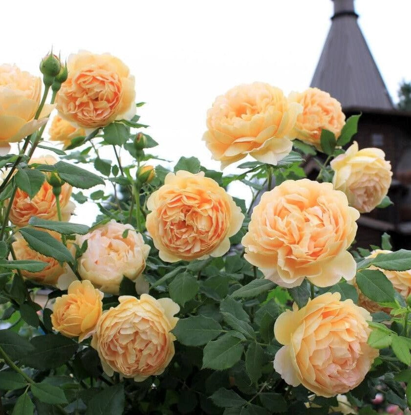 Goldene Feier