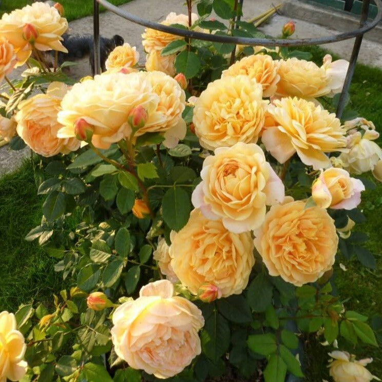 Goldene Feier