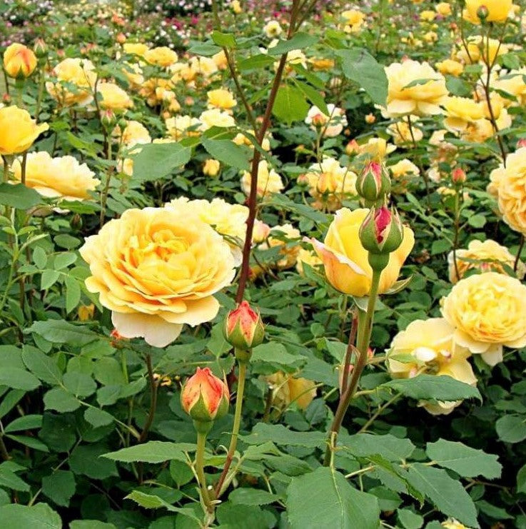 Goldene Feier
