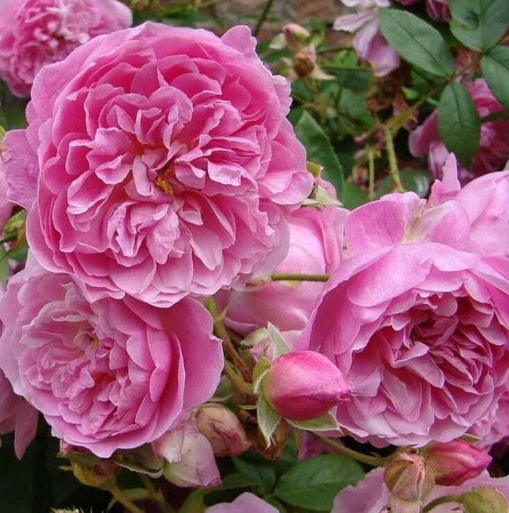 Harlow Carr
