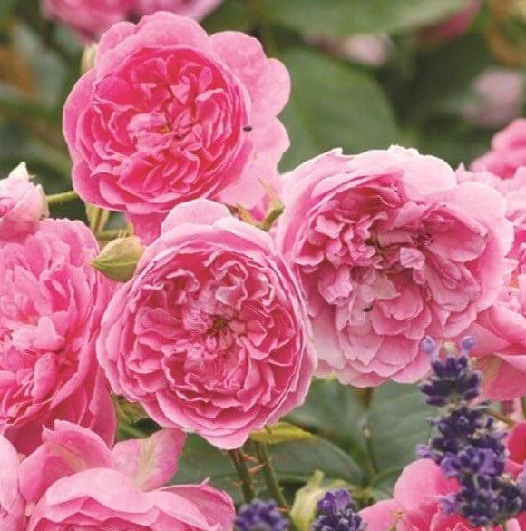 Harlow Carr