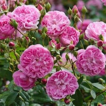 Harlow Carr