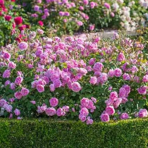 Harlow Carr