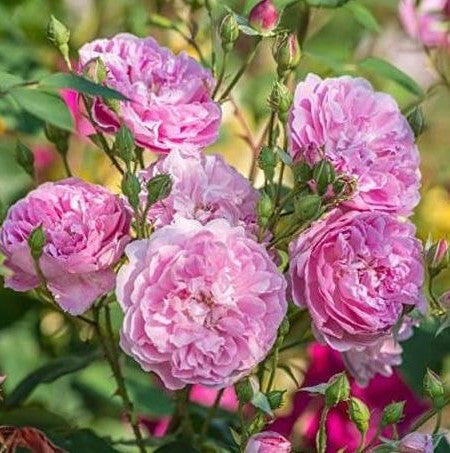Harlow Carr