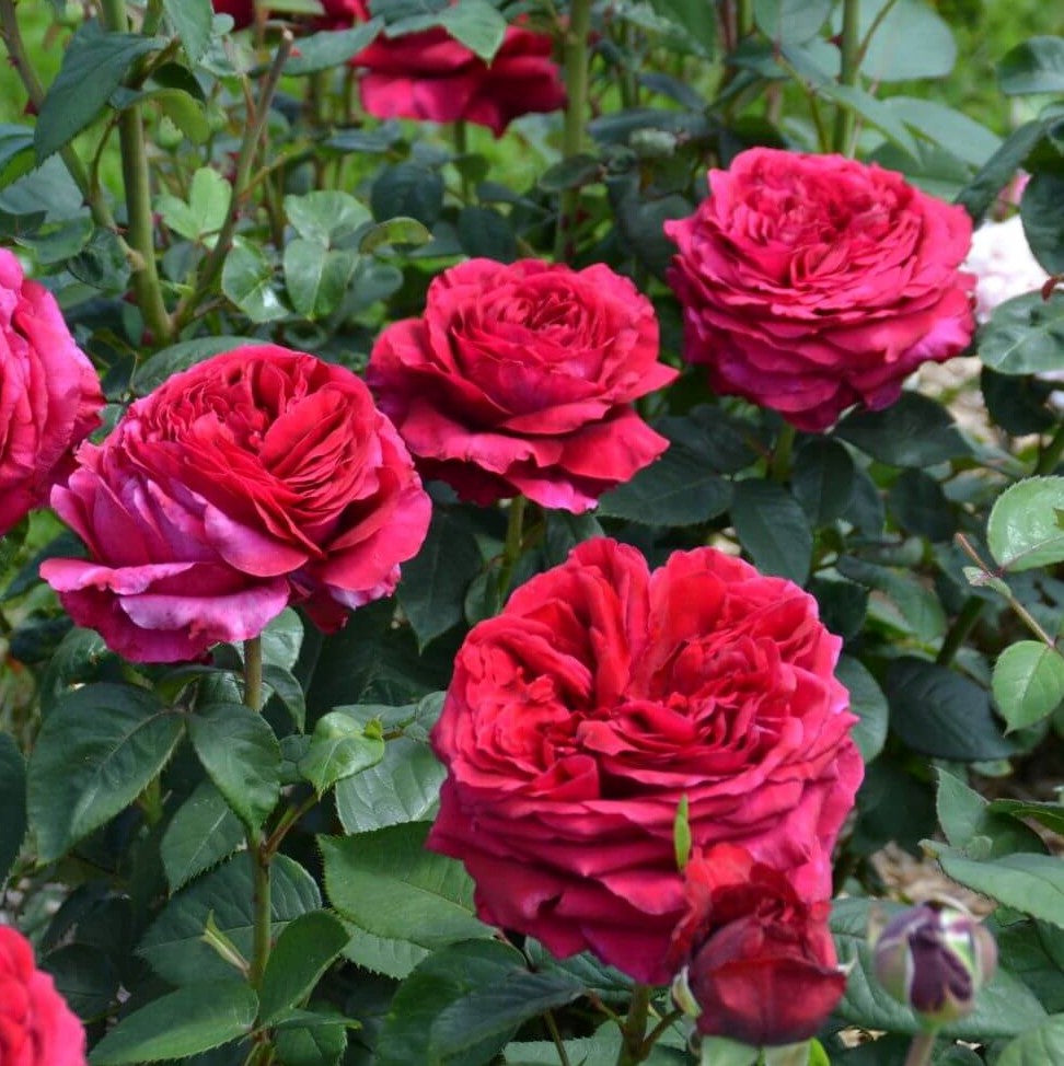 La Rose des 4 Vents