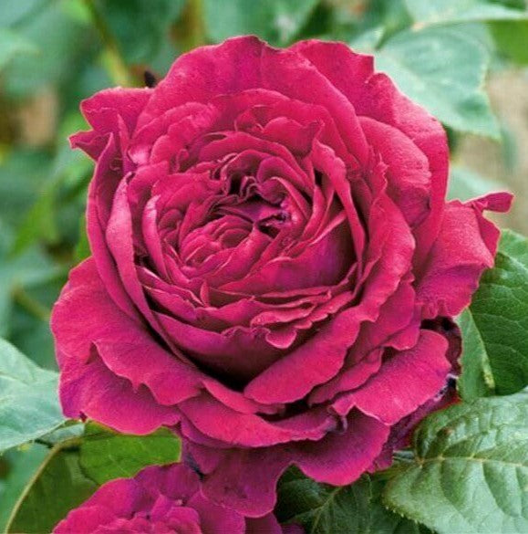 La Rose des 4 Vents