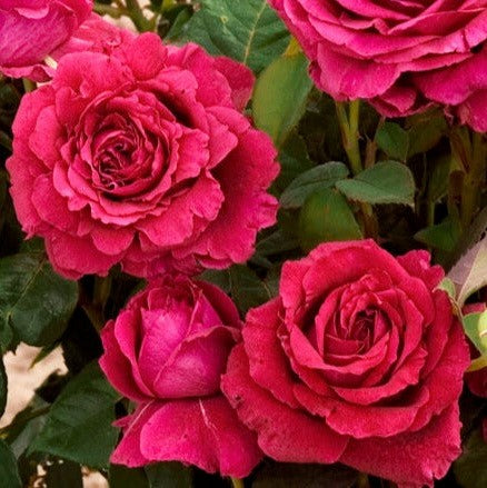 La Rose des 4 Vents