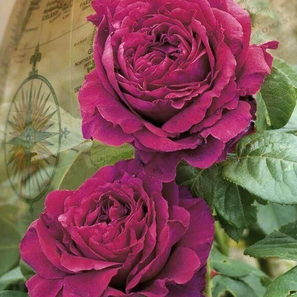 La Rose des 4 Vents