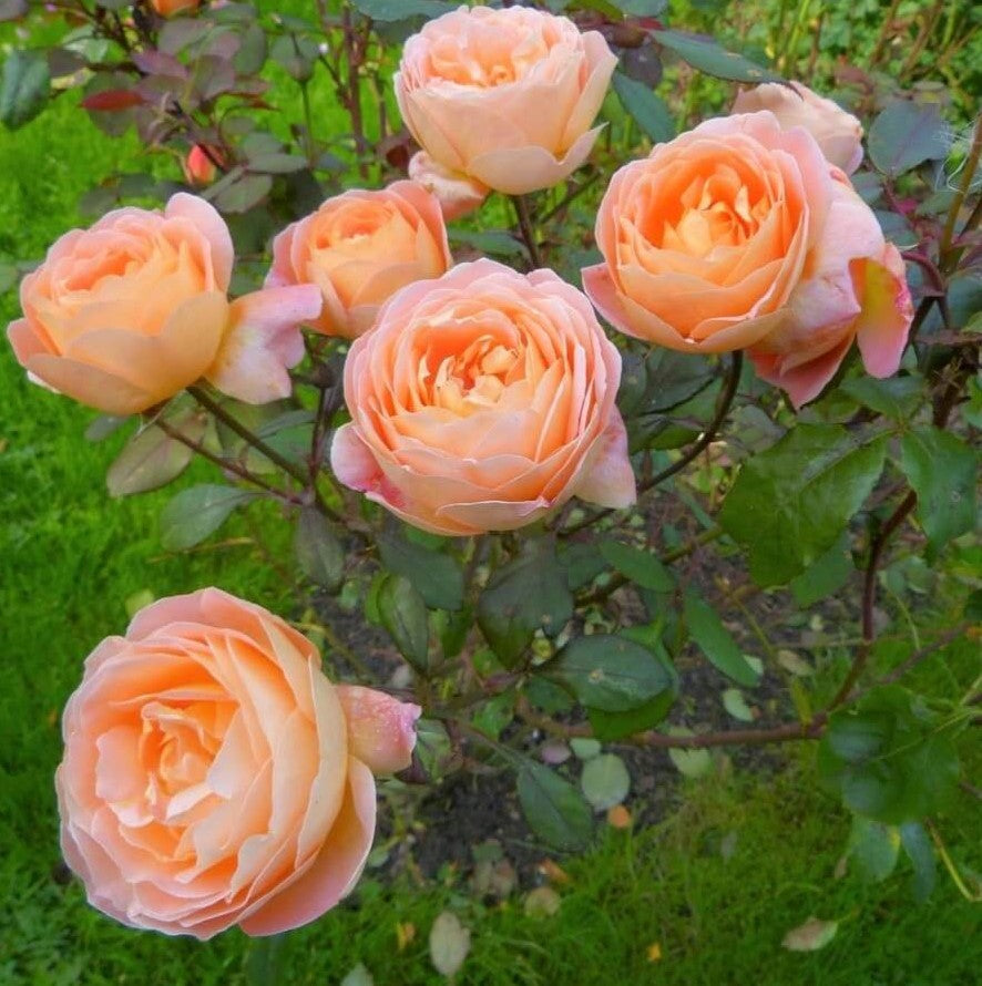 Lady Emma Hamilton