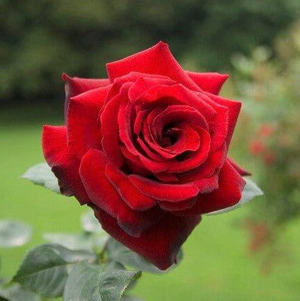 Le Rouge et Le Noire