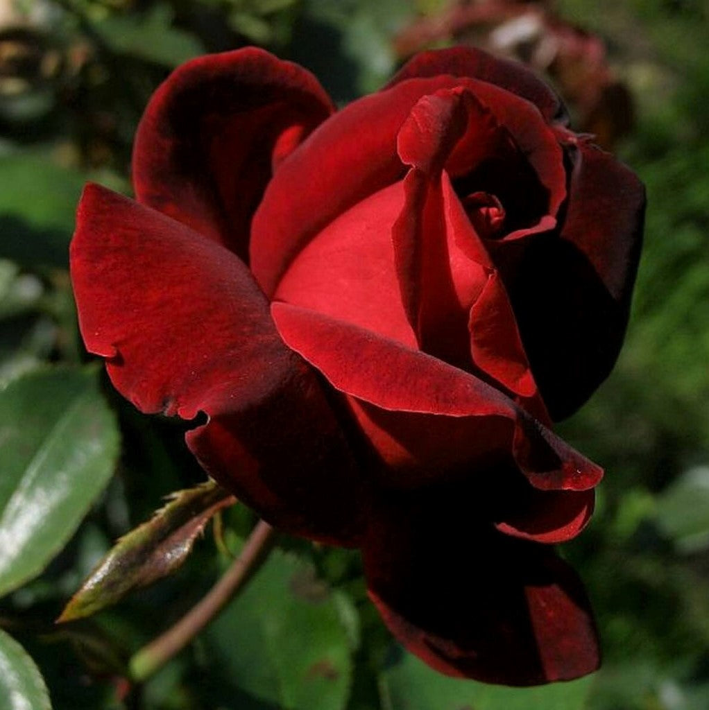 Le Rouge et Le Noire