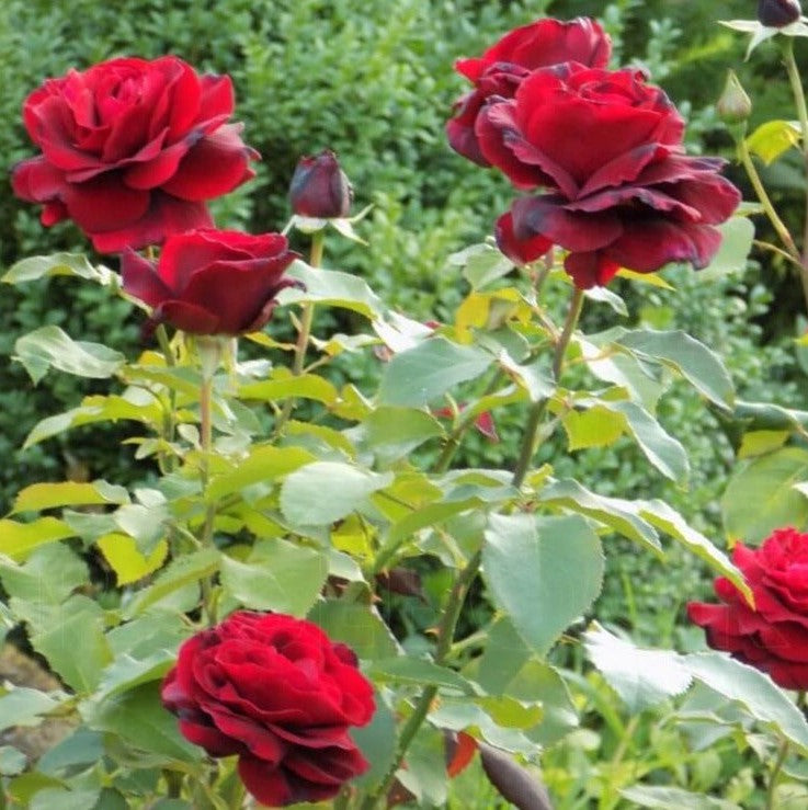 Le Rouge et Le Noire