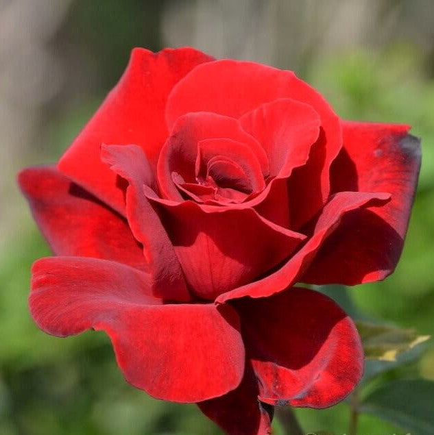 Le Rouge et Le Noire