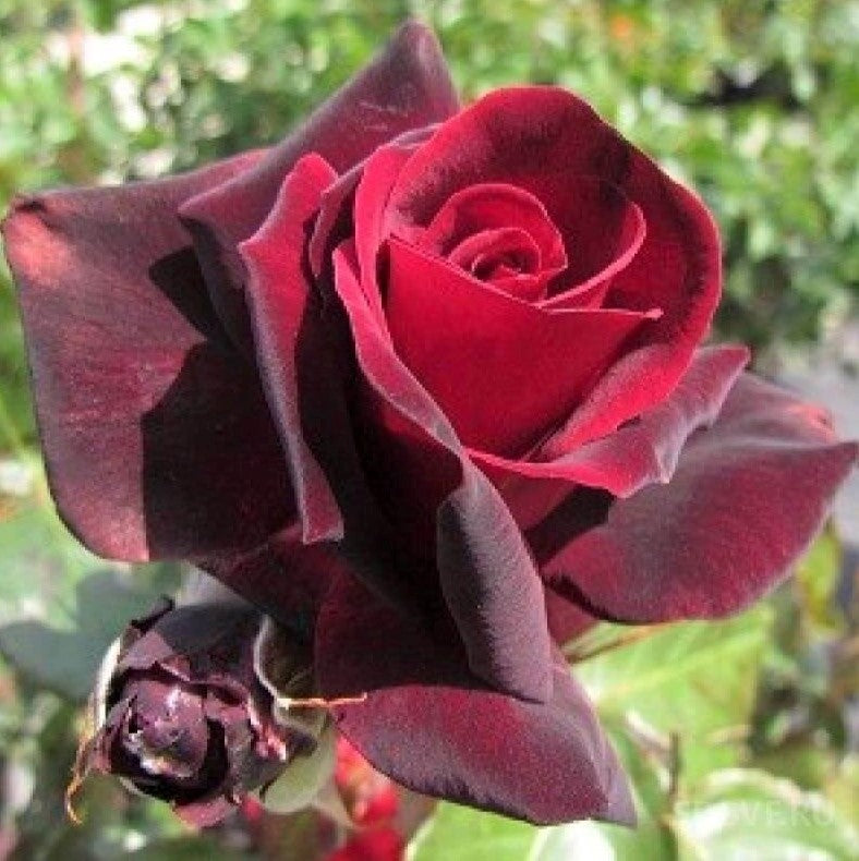 Le Rouge et Le Noire