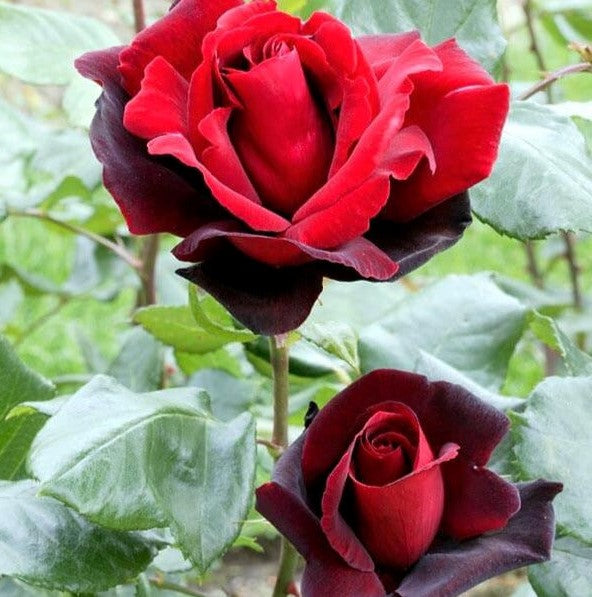 Le Rouge et Le Noire