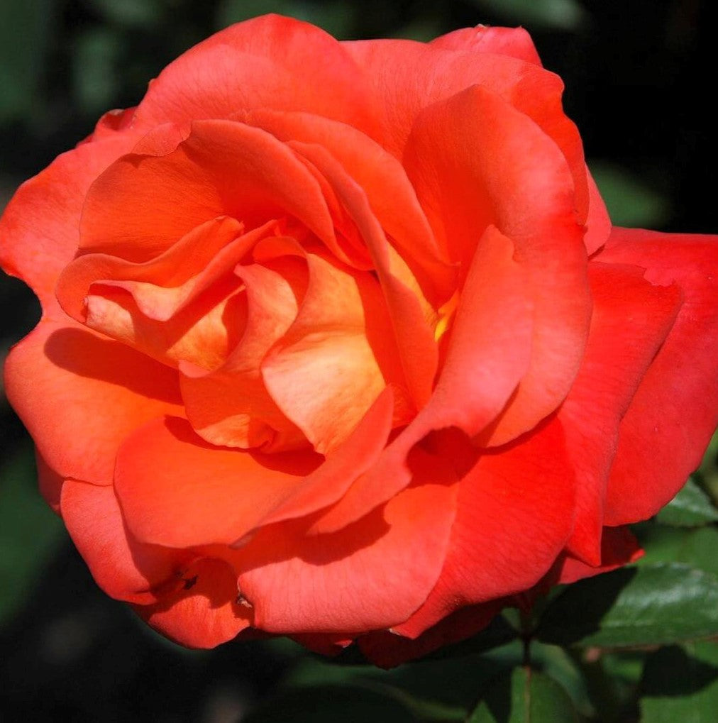 Orange Sensation