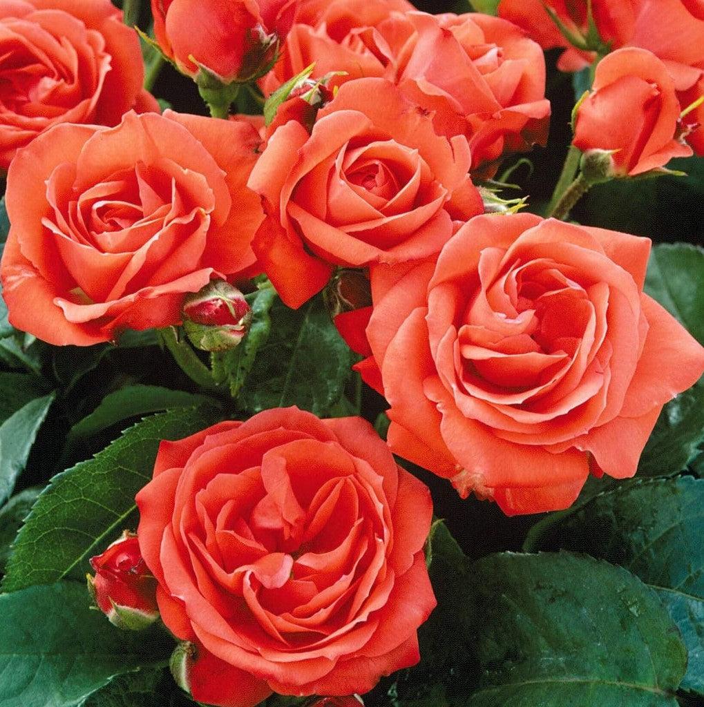 Orange Sensation