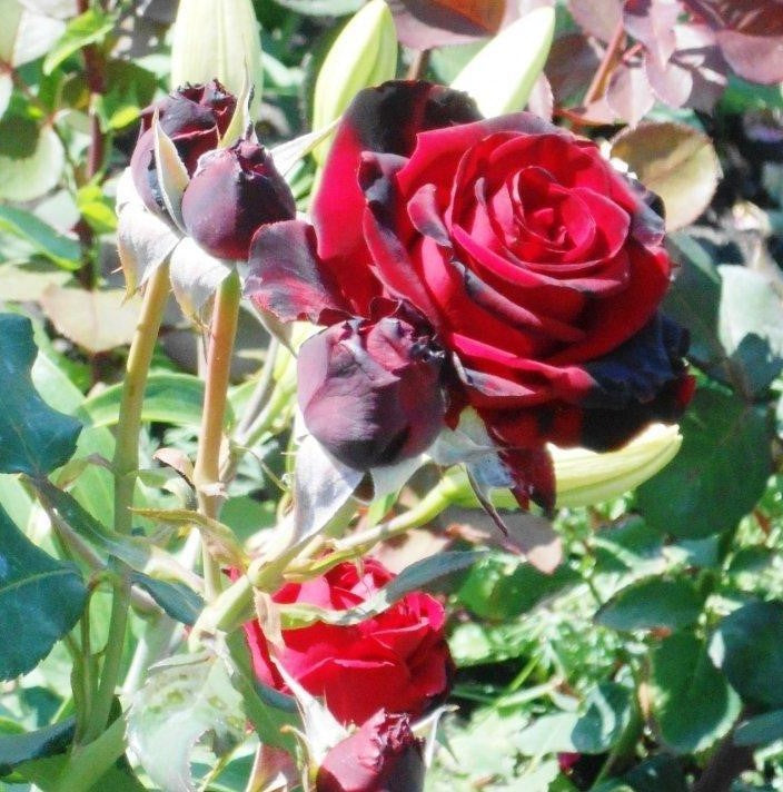 Perle Noire