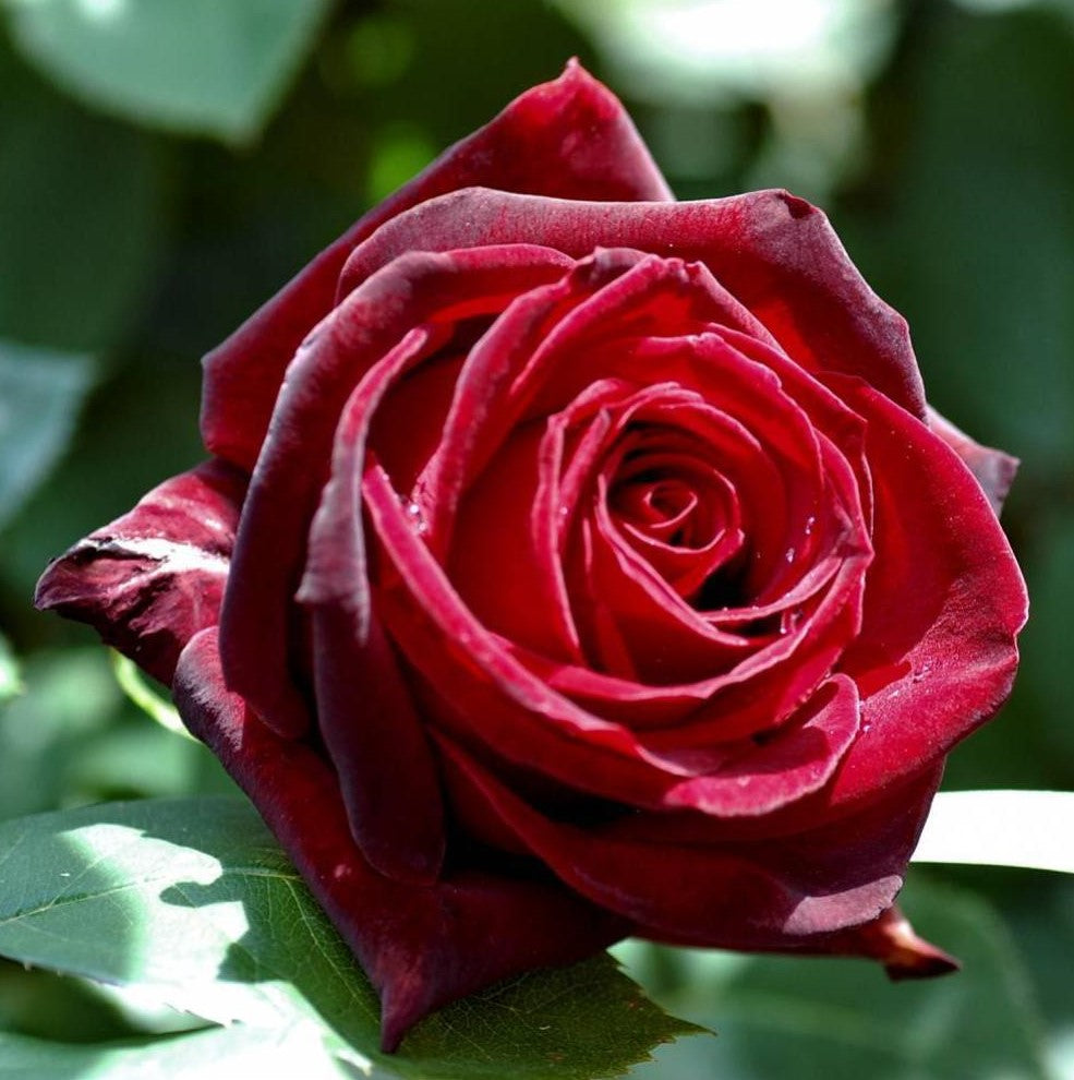 Perle Noire