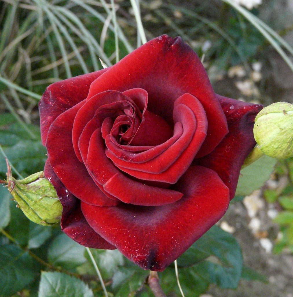 Perle Noire